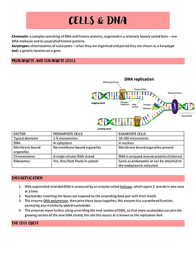 Cover page of WACE biology complete notes , Unit 3 & 4