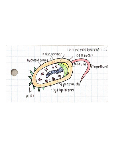 Cover page of [SAMPLE] SACE Y11 BIOLOGY Topic 1- Cells and Microorganisms Flashcards