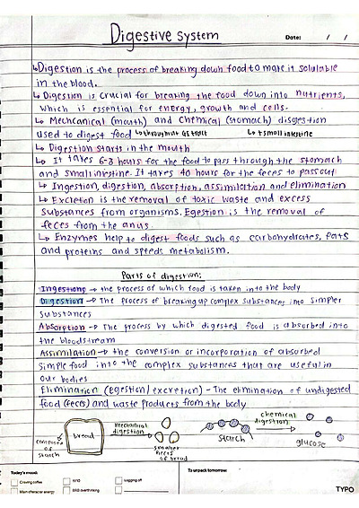 Cover page of The Three Major systems - Digestive, Respiratory and Circulatory Systems - Year 8