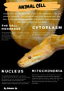 Cover page of Animal and Plant Cells