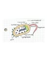 Cover page of [SAMPLE] SACE Y11 BIOLOGY Topic 1- Cells and Microorganisms Flashcards