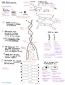 Cover page of Stage 2 biology notes topic DNA and proteins